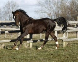 Deckhengst Tenson van het Lindenhof (Belgisches Warmblut, 1996, von Indoctro)