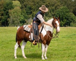 horse Dreamy (Paint Horse, 2014, from Quixotes Mastr N Risk)