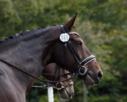 dressage horse De Calina (Hanoverian, 2012, from Decamerone 5)