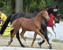 dressage horse Amaryllis (Austrian Warmblood, 2018, from Escolar)