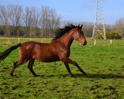 broodmare Cara W (Hanoverian, 2015, from Conteur)