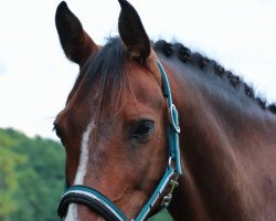 dressage horse Schattentänzer 9 (Lewitzer, 2009, from Schnick-Schnack)