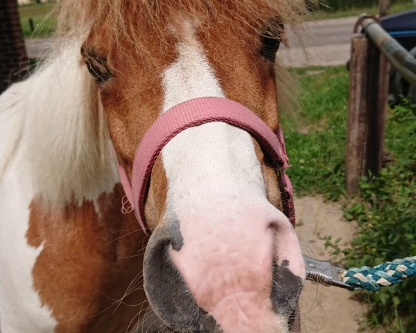 dressage horse Sammy´s Neo (Shetland Pony, 2005)