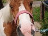 dressage horse Sammy´s Neo (Shetland Pony, 2005)