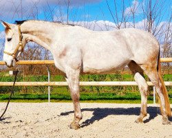 Springpferd Balina Hoy (Selle Français, 2011, von Bel Reinhart Z)