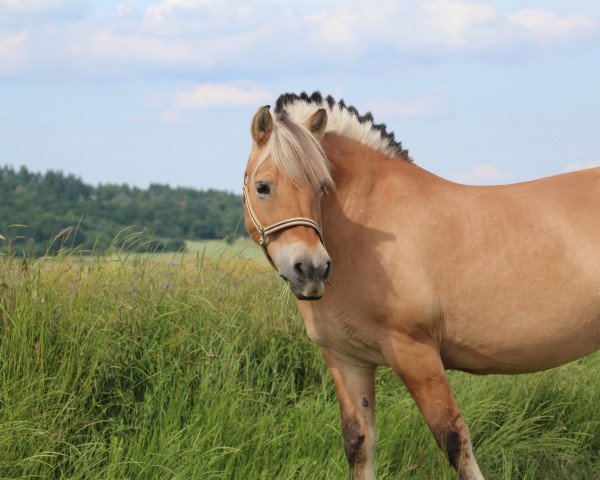 broodmare Kjella (Fjord Horse, 1997, from Kvest Halsnæs)