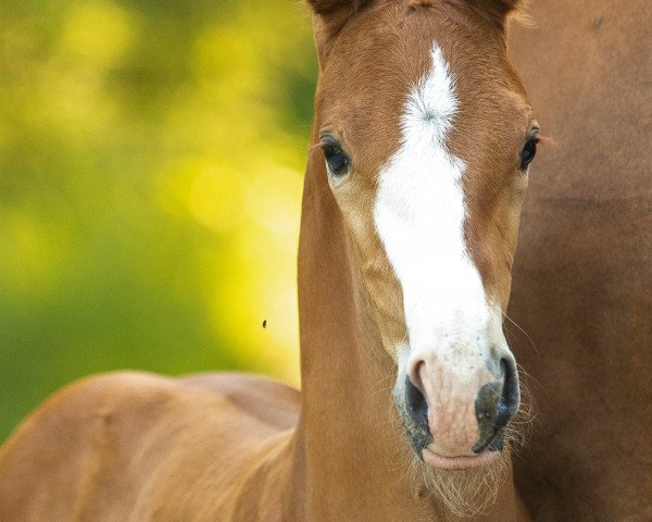 dressage horse Springsteen (Hanoverian,  , from Springbank II Vh)