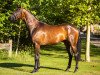 dressage horse Fargo (Hanoverian, 2017, from Blue Hors Farrell)