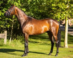 dressage horse Fargo (Hanoverian, 2017, from Blue Hors Farrell)