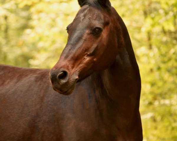 horse Moritz (German Riding Pony, 1993, from Andy Achall)