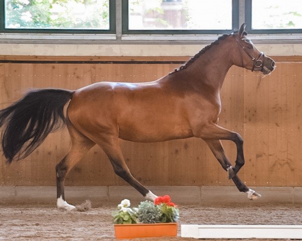 broodmare Diamond Deluxe H (German Riding Pony, 2015, from Hot Cream 3)