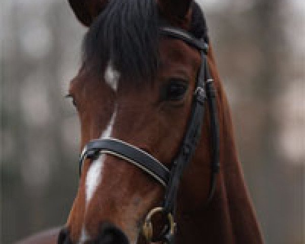 broodmare Florencina K (Oldenburg, 2005, from Florencio I)