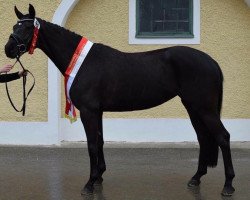 broodmare Amulett (Austrian Warmblood, 2012, from Fürst Fugger)