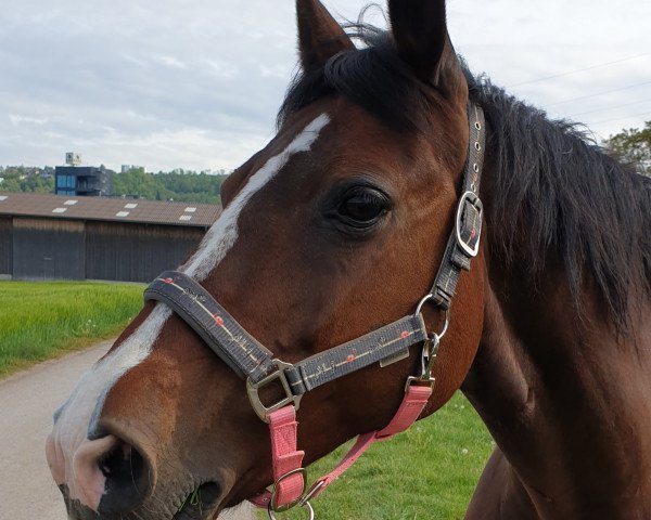 broodmare Carisma 82 (Holsteiner, 2001, from Caretino)