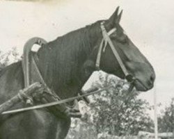 broodmare Gundra (Latvian Warmblood, 1969, from Gaidis)