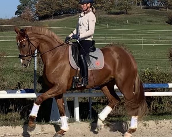 broodmare Donna Frederike (Oldenburg, 2016, from Don Frederic 3)