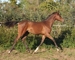 Pferd Noble Touch (Trakehner, 2019, von Touch my Heart)