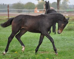 Pferd Nonchalance (Trakehner, 2020, von Fellini)