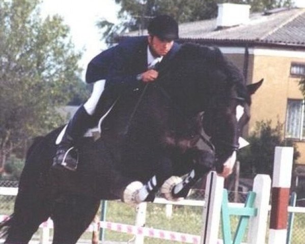 stallion Roland (Hanoverian, 1995, from Ramiro's Son II)
