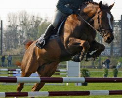 stallion Watch Me van 't Zorgvliet (Belgian Warmblood, 1999, from Heartbreaker)