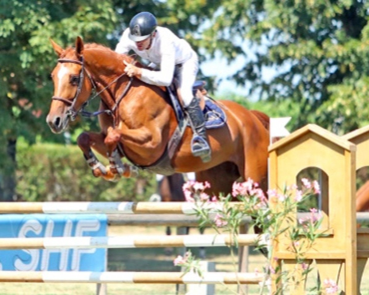 Springpferd Carmina Hoy (Selle Français, 2012, von Watch Me van 't Zorgvliet)