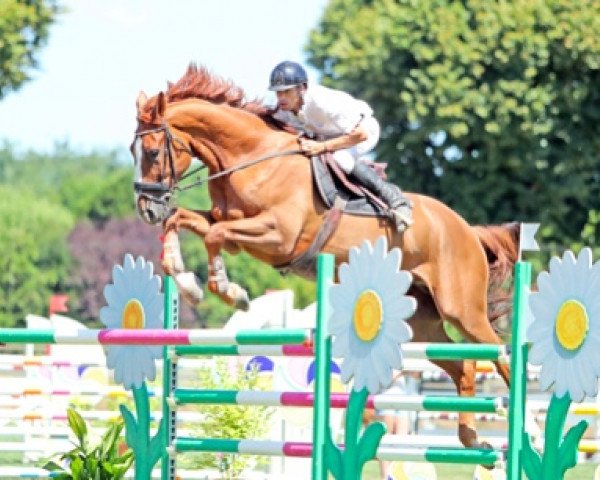 Springpferd Castel D'Agneaux (Selle Français, 2012, von Tresor)