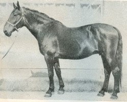 broodmare Aile (Latvian Warmblood, 1965, from Sarts)