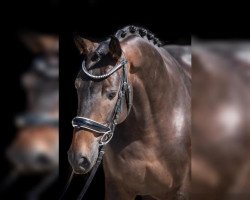 dressage horse Don Figo (Hanoverian, 2014, from Damsey FRH)