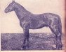 stallion Saucejs (Oldenburg, 1935, from Germino)