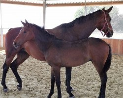 dressage horse Belissimo‘s Goldstück K (Rhinelander, 2020, from Belissimo NRW)