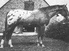 stallion Mustaf (Great Poland (wielkopolska), 1976, from Lampart)