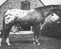 stallion Mustaf (Great Poland (wielkopolska), 1976, from Lampart)