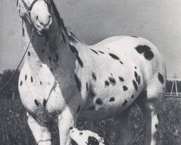 stallion Lampart (Little-Poland (malopolska), 1967, from Tarzan)