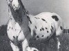 stallion Lampart (Little-Poland (malopolska), 1967, from Tarzan)