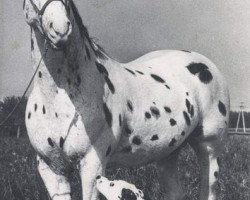 stallion Lampart (Little-Poland (malopolska), 1967, from Tarzan)