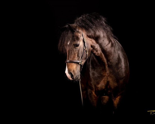 stallion Perthog Pele (Welsh-Cob (Sek. D), 2016, from Haighmoor Orient Express)