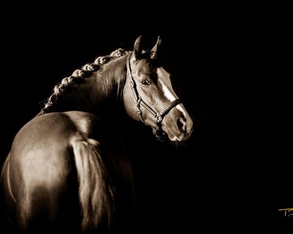 stallion Valur H (German Riding Pony, 2016, from Valerius)