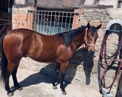 Pferd IMA BLUE DESPERADO (Quarter Horse, 2018, von Aint It The Blues)