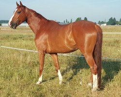 dressage horse Lexus 79 (German Warmblood, 2009, from Londontime)