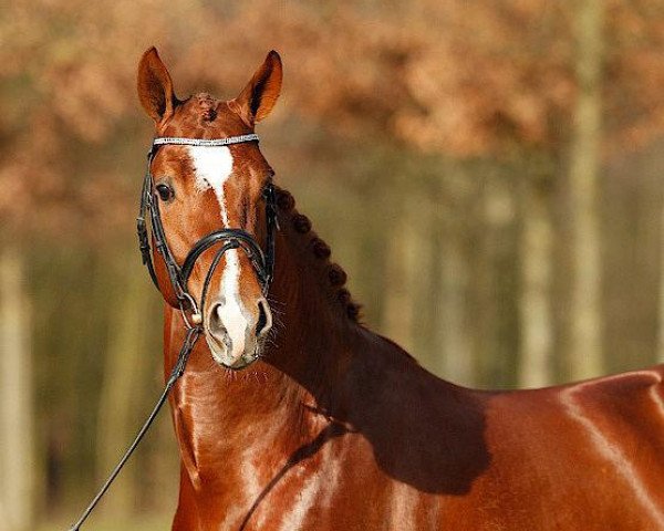 stallion Desario (Hanoverian, 2009, from Dimaggio)
