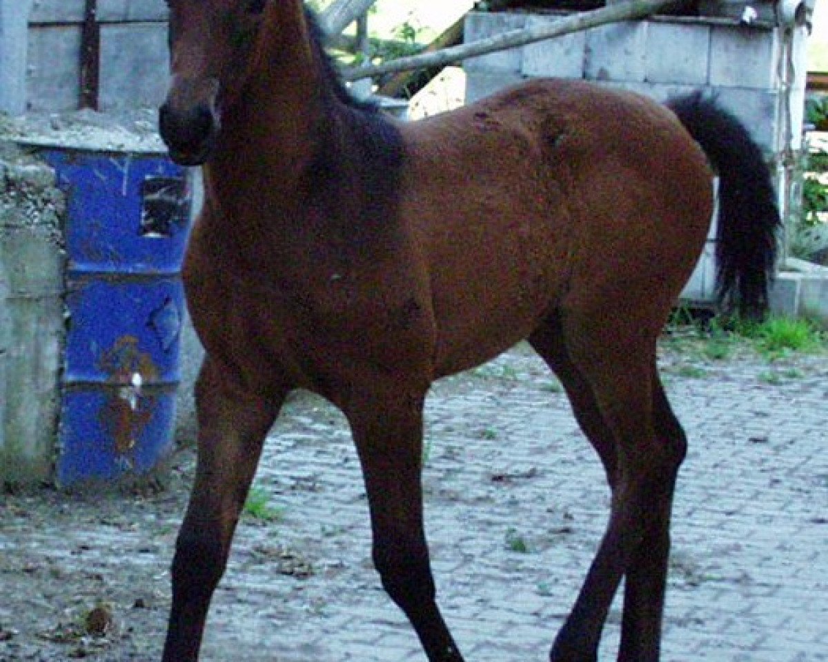 jumper Shiva Vom Kappelhof (Württemberger, 2004, from Samos)