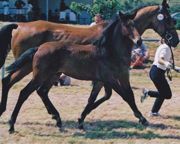 Springpferd Showtime (Württemberger, 2002, von Samos)