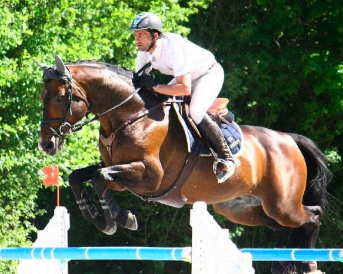 stallion Géronimo Bleus (Selle Français, 1994, from Quidam de Revel)
