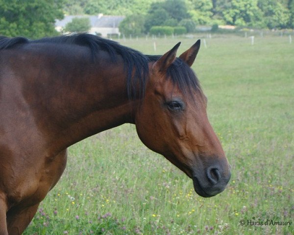 broodmare Licorne du Valon (Selle Français, 1999, from Royal Feu)