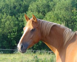 broodmare Bogota d'Amaury (Selle Français, 2011, from Kama d'Amaury)