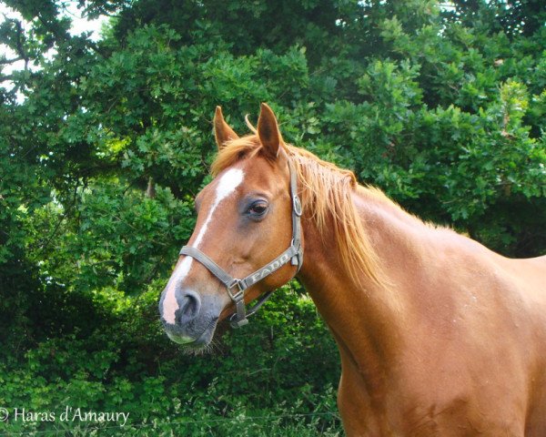 broodmare Krichna d'Amaury (Selle Français, 1998, from Fidelio du Thot)