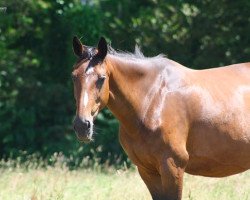 broodmare Olympias d'Amaury (Selle Français, 2002, from Lando)