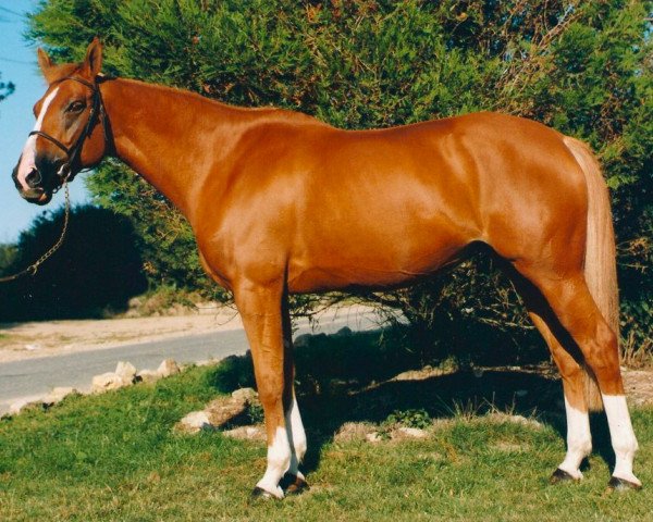 broodmare Bianca d'Amaury (Selle Français, 1989, from Quidam de Revel)