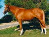 broodmare Bianca d'Amaury (Selle Français, 1989, from Quidam de Revel)