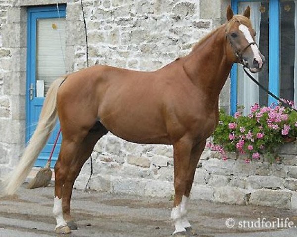 stallion Kama d'Amaury (Selle Français, 1998, from Quidam de Revel)